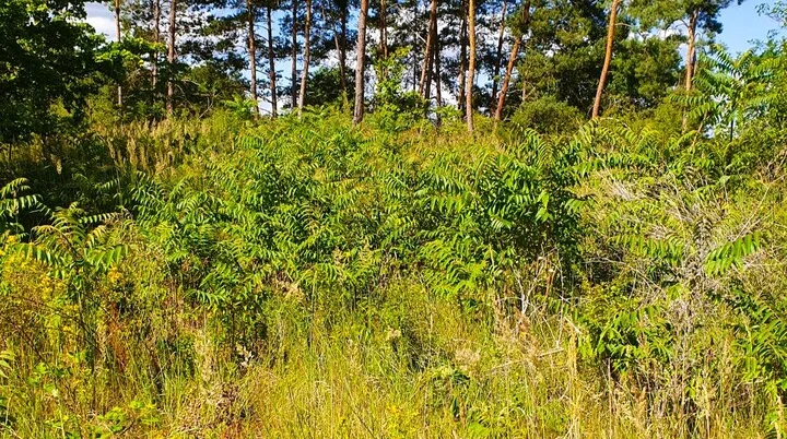 © Katja Franiek | DAV Mainz